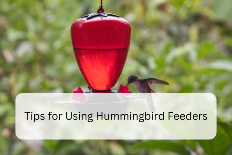 Tips for Using Hummingbird Feeders